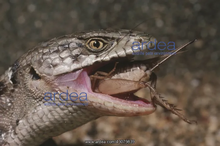 : Alligator Lizard Eating Cricket : Alligator Lizard Eating Cricket