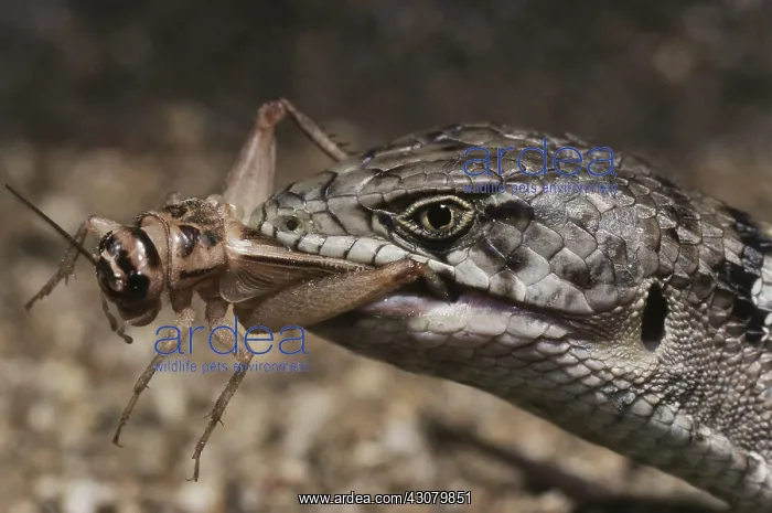 : Alligator Lizard Eating Cricket : Alligator Lizard Eating Cricket