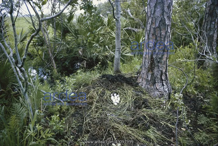 : Alligator Nest : Alligator Nest