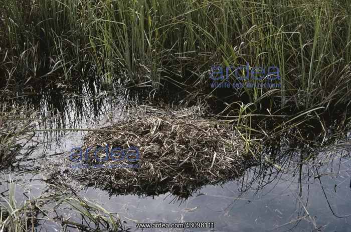  : Alligator Nest