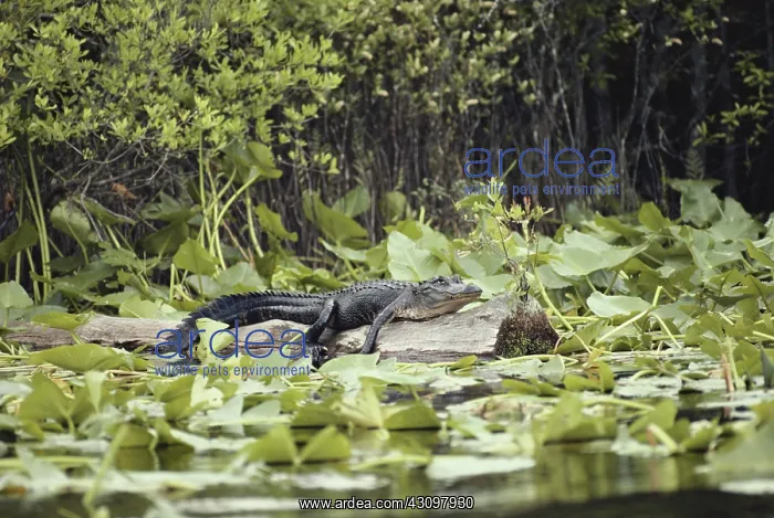 : Alligator in Okefenokee : Alligator in Okefenokee