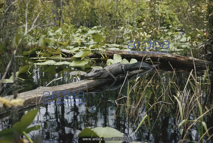 : Alligator in Okefenokee : Alligator in Okefenokee