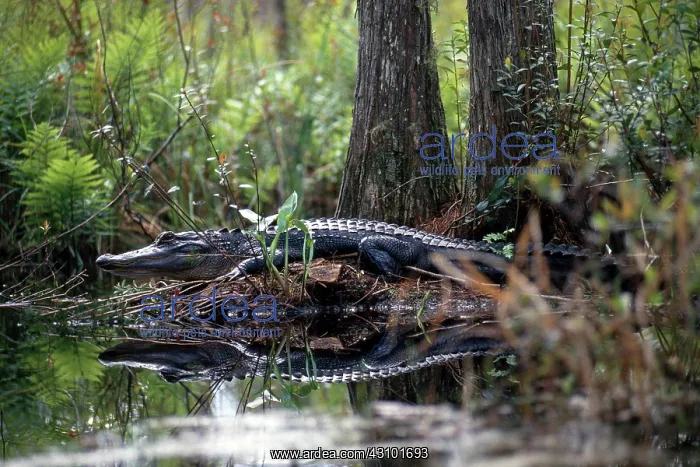 : Alligator in Okefenokee Swamp : Alligator in Okefenokee Swamp