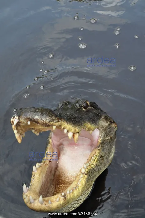 : Alligator Open Mouth : Alligator Open Mouth