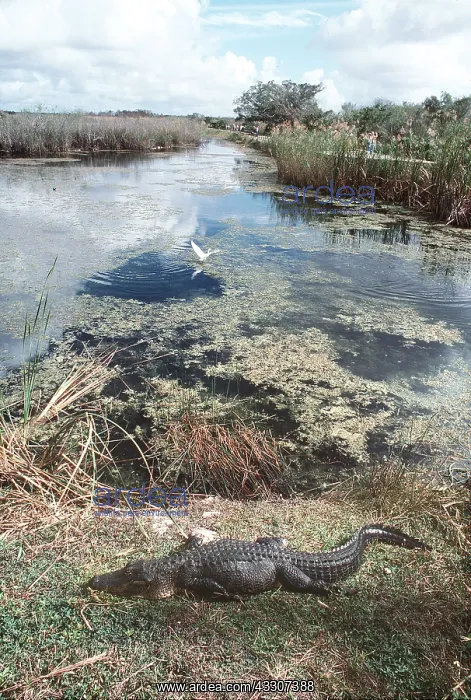 : Alligator - by riverbank : Alligator - by riverbank