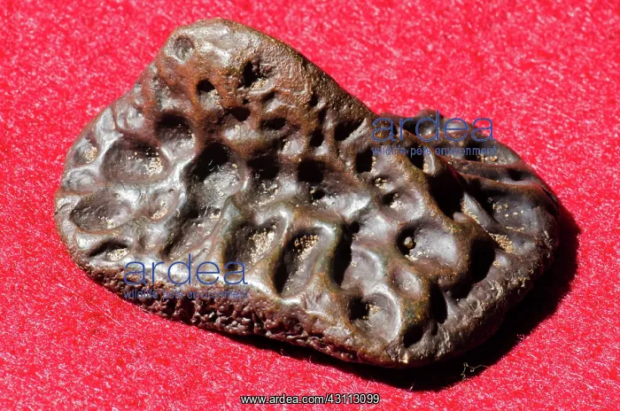 : Alligator Scute Fossil : Alligator Scute Fossil