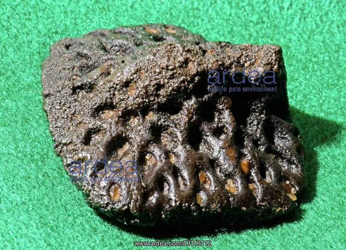 : Alligator Scute Fossil : Alligator Scute Fossil
