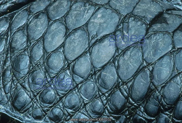 : Alligator Skin : Alligator Skin