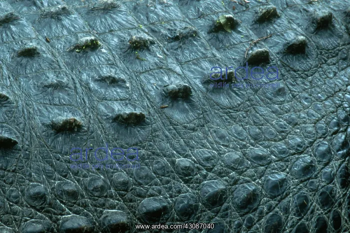 : Alligator Skin : Alligator Skin
