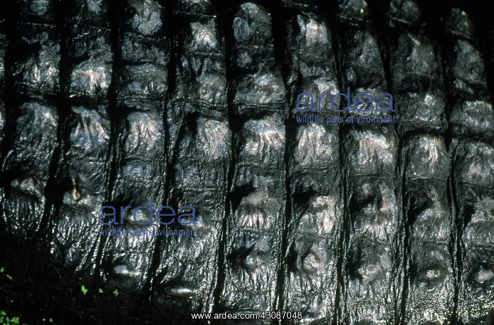 : Alligator Skin : Alligator Skin