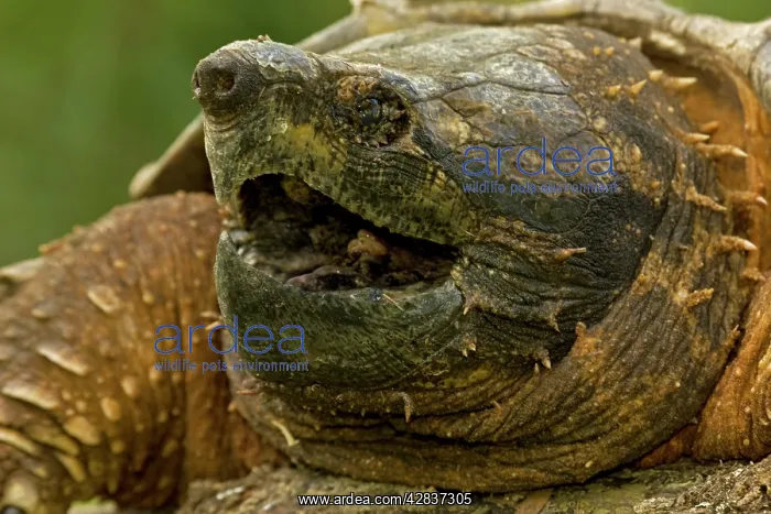 : Alligator Snapping Turtle : Alligator Snapping Turtle