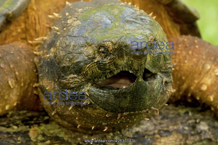: Alligator Snapping Turtle : Alligator Snapping Turtle