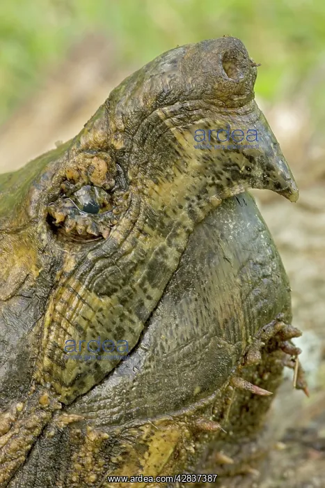 : Alligator Snapping Turtle : Alligator Snapping Turtle