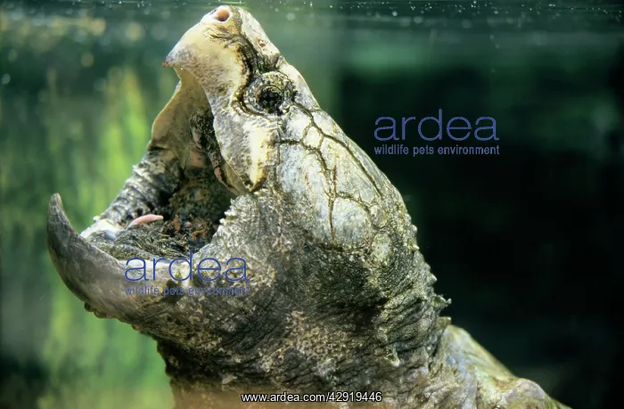  : Alligator Snapping Turtle