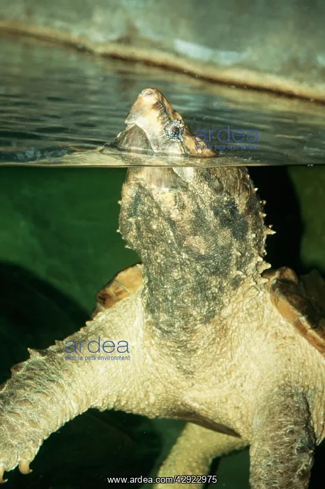: Alligator Snapping Turtle : Alligator Snapping Turtle