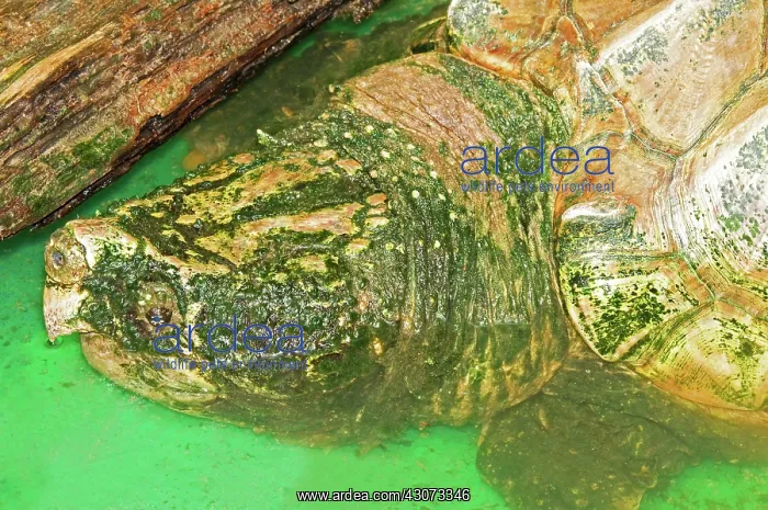 : Alligator Snapping Turtle : Alligator Snapping Turtle
