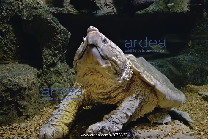 : Alligator Snapping Turtle : Alligator Snapping Turtle