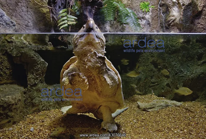 : Alligator Snapping Turtle : Alligator Snapping Turtle