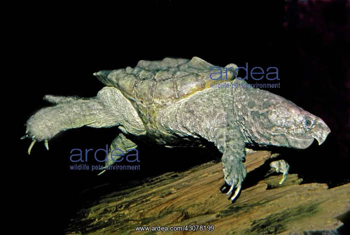 : Alligator Snapping Turtle : Alligator Snapping Turtle
