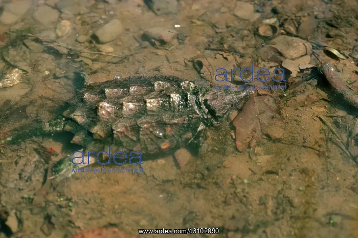 : Alligator Snapping Turtle : Alligator Snapping Turtle