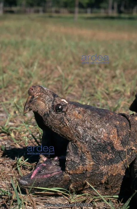 : Alligator Snapping Turtle : Alligator Snapping Turtle