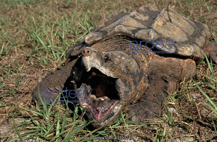 : Alligator Snapping Turtle : Alligator Snapping Turtle