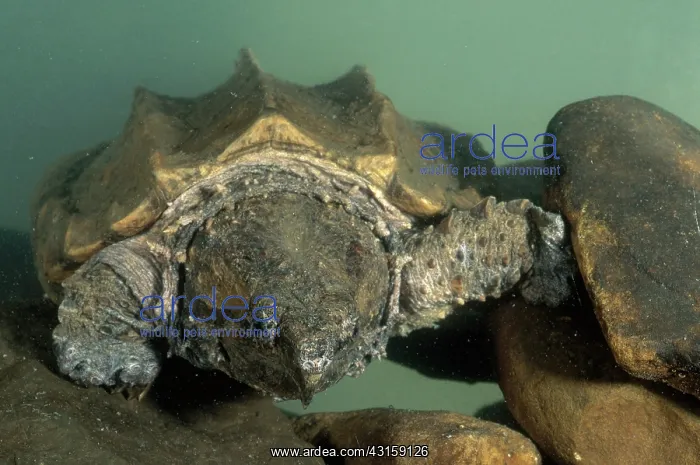 : Alligator Snapping Turtle : Alligator Snapping Turtle