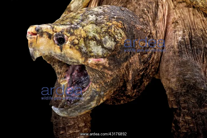 : alligator snapping turtle (Macrochelys temminckii) : alligator snapping turtle (Macrochelys temminckii)