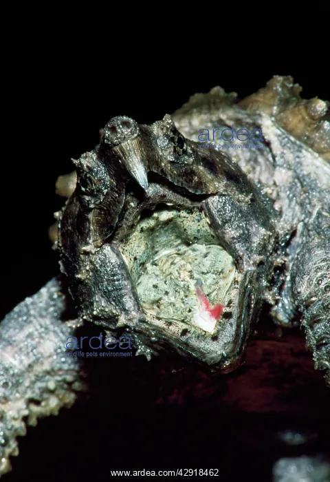 : Alligator Snapping Turtle - with mouth open showing lure : Alligator Snapping Turtle - with mouth open showing lure