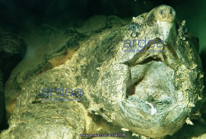 : Alligator Snapping Turtle - Showing lure formed by tongue : Alligator Snapping Turtle - Showing lure formed by tongue