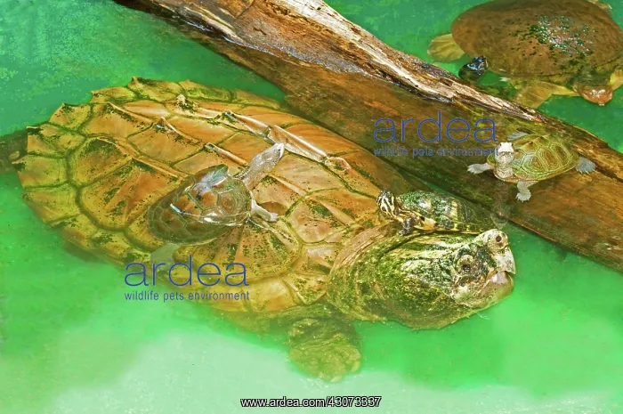 : Alligator Snapping Turtle with Young : Alligator Snapping Turtle with Young
