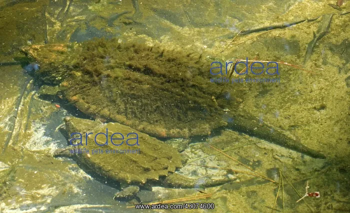 : Alligator Snapping Turtle with young : Alligator Snapping Turtle with young