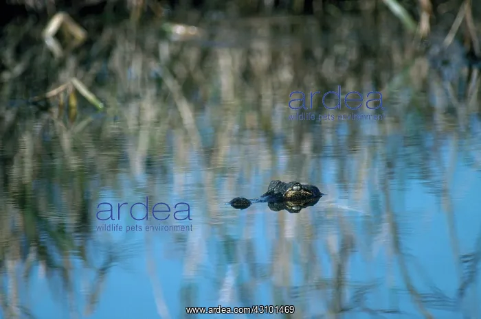 : Alligator in South Carolina : Alligator in South Carolina