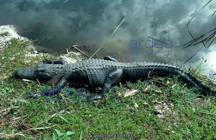  : Alligator sunning itself