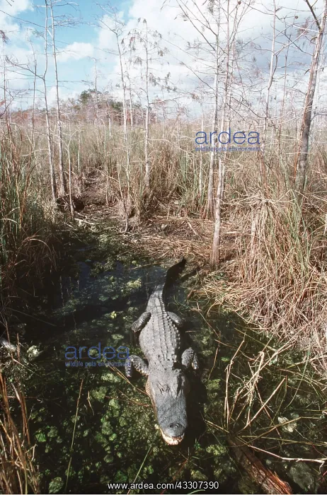  : ALLIGATOR - in its water hole
