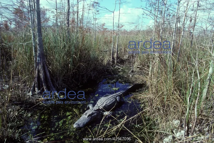 : Alligator - in the water hole it maintains during : Alligator - in the water hole it maintains during