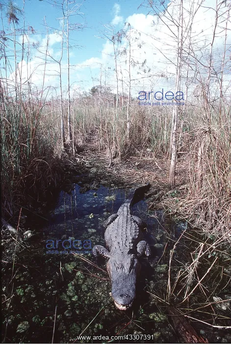 : Alligator- in waterhole : Alligator- in waterhole