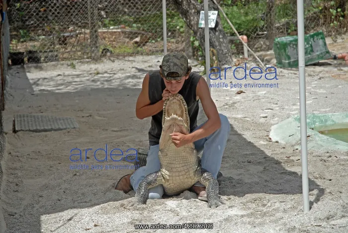  : Alligator wrestler handling full-sized alligator