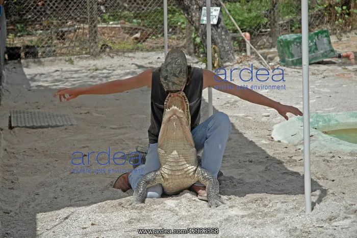 : Alligator wrestler handling full-sized alligator : Alligator wrestler handling full-sized alligator