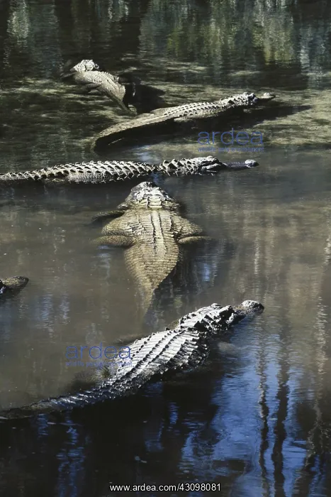 : Alligators : Alligators