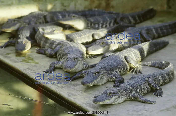 : Alligators at an alligator farm : Alligators at an alligator farm