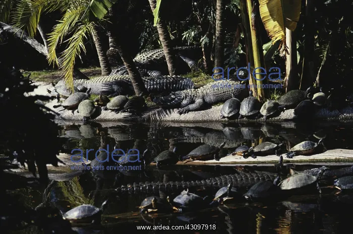 : Alligators and Turtles : Alligators and Turtles