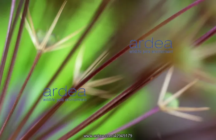 : Allium : Allium