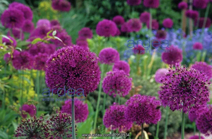 : Allium, Allium Hollandicum Purple sensation : Allium, Allium Hollandicum Purple sensation