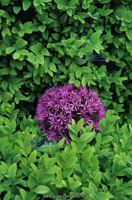 : Allium, Allium Hollandicum Purple sensation : Allium, Allium Hollandicum Purple sensation