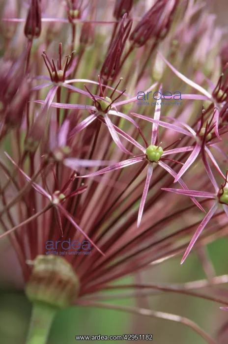 : Allium, Allium cristophii : Allium, Allium cristophii
