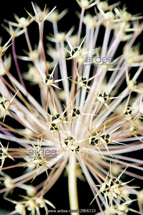: Allium, Allium cristophii : Allium, Allium cristophii