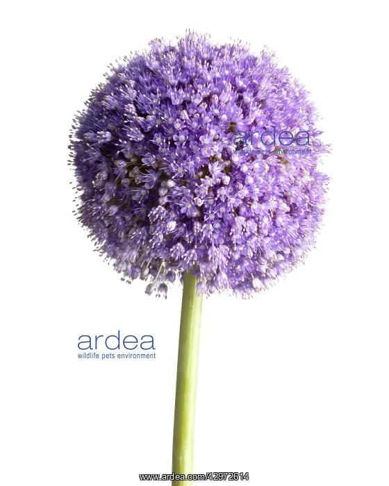 : Allium, Allium Globemaster : Allium, Allium Globemaster