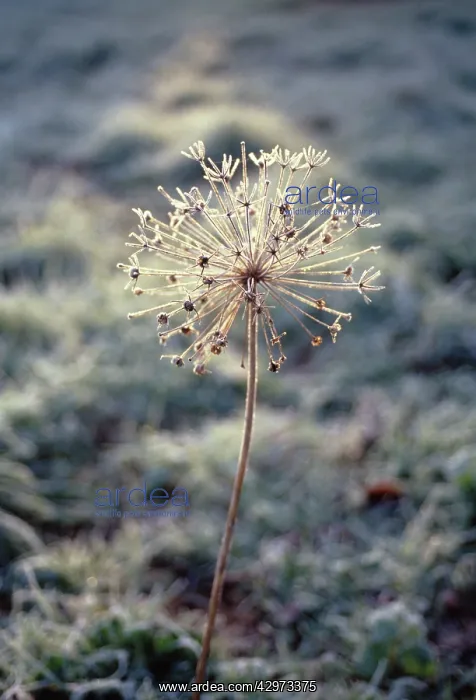 : Allium, Allium cristophii : Allium, Allium cristophii