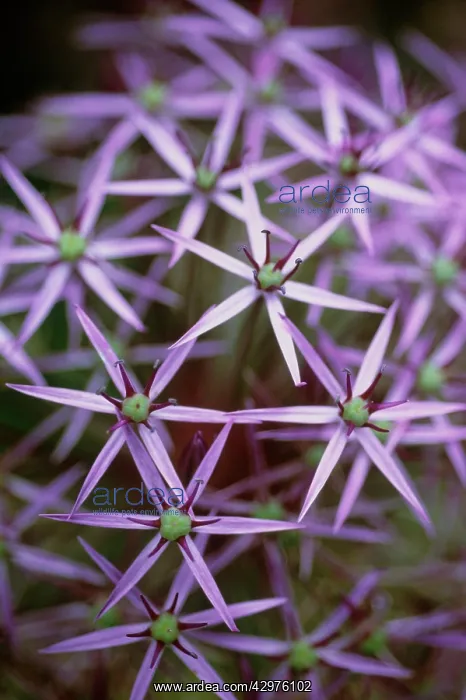 : Allium, Allium cristophii : Allium, Allium cristophii
